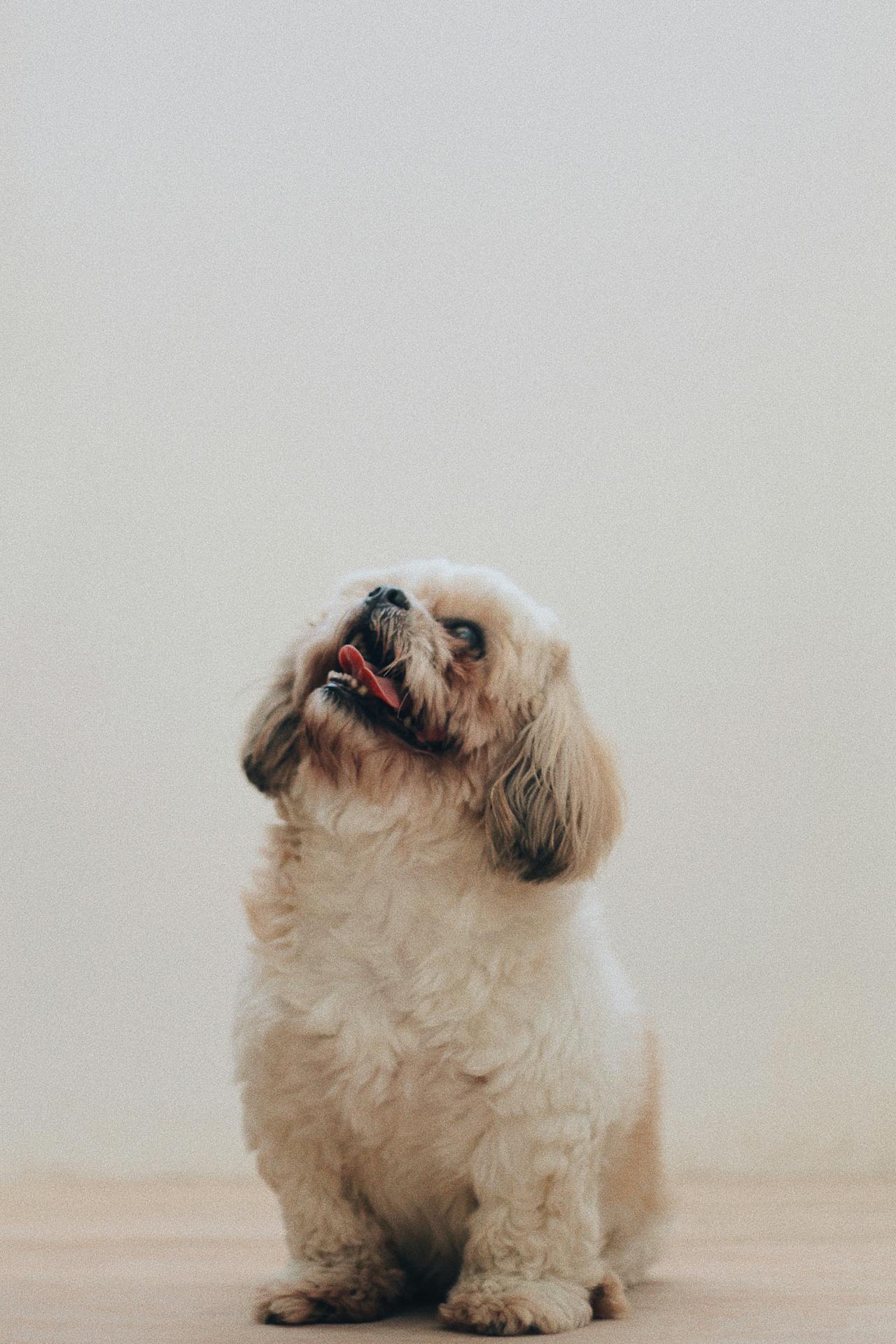 Grooming